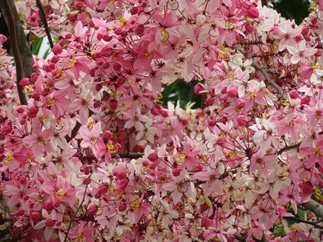 Fig. 2 The strings of pink flowers.