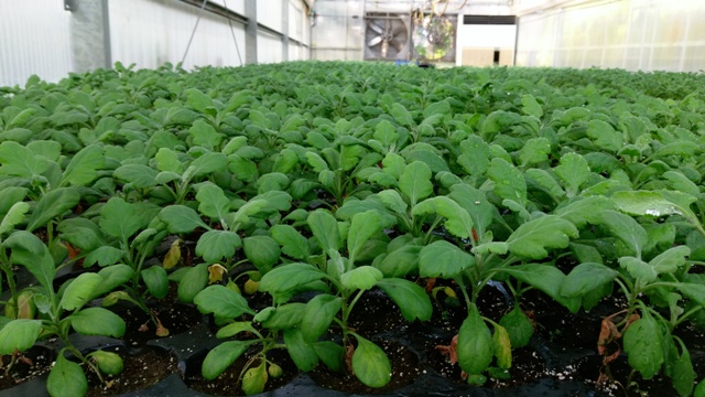 Fig. 2 SPF Hangju tissue culture seedling grow out in greenhouse for 4 monthes.