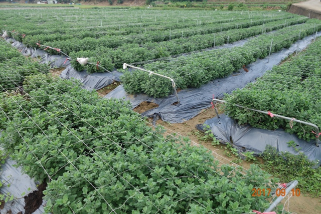 Fig. 4 Hangju field which were propagated from SPF Hangju tissue culture seedlings of TSIPS and in good pest managements. Plants in this field are in a uniform canopy and healthy (September, 2017)