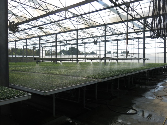 Fig1. Vegetable nursery is the upstream industry of vegetable production.
