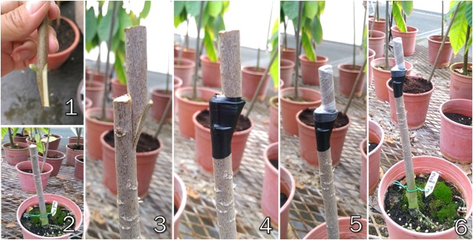 Grafting of cocoa seedlings. 1- cutting the scion to wedge shape. 2- cut off the rootstock and slitting it alone the cambium. 3- put the scion and the rootstock together. 4- fix the combination place. 5- cover the scion by paraffin. 6- complete.。