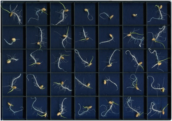 Fig2. The seedling image that captured by intelligent image recognition system.