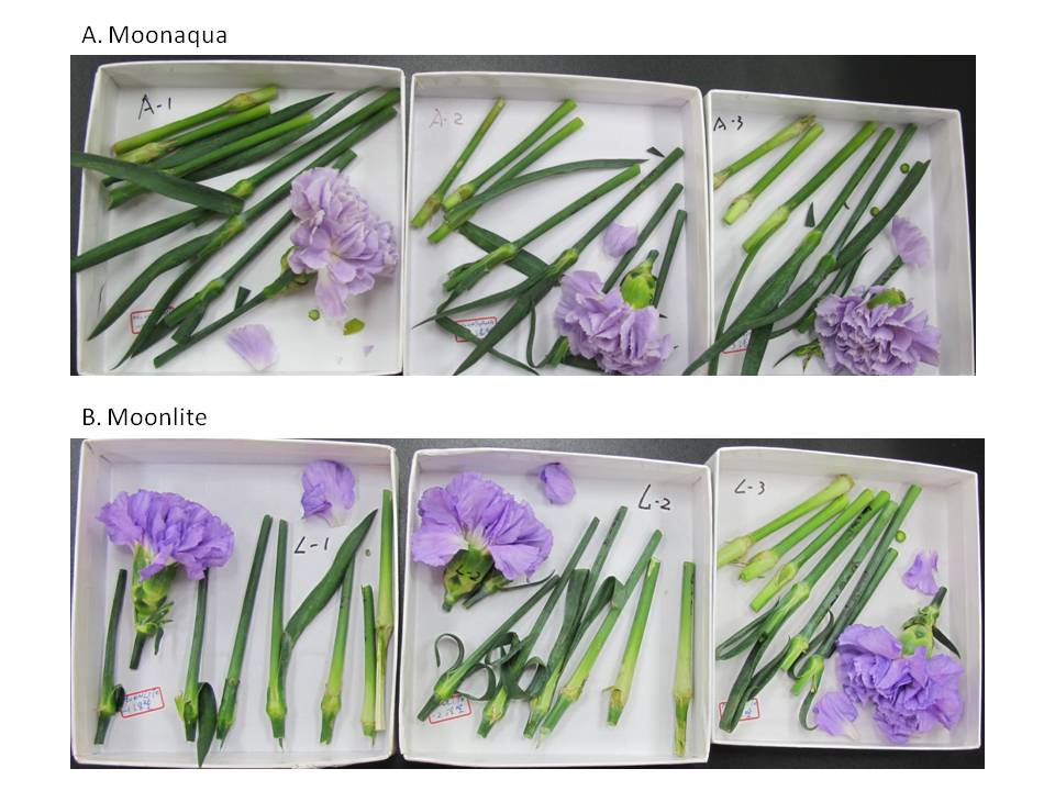 Fig1. Cut flower samples of purple GM carnation cvs.  'Moonaqua' and 'Moonlite'.   The molecular detection method was established  based on a qualitative test method  to cvs.  'Moonaqua' and 'Moonlite' announced by EU.