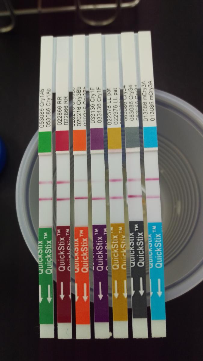 Fig1. Testing result of imported feed maize conducted by Quickstrix 7-in-1 GM corn test strips. The operation procedure  simply crushed the sample, mixed with water, and revealed the results within 5 minutes.