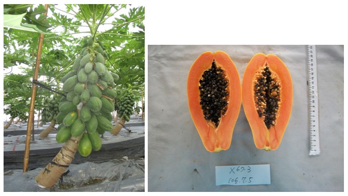 Fig1. One to three kg of large fruit has good thickness of pulp, hard texture, resistant to storage and transportation, in line with the needs of the world's major cultivation countries.
