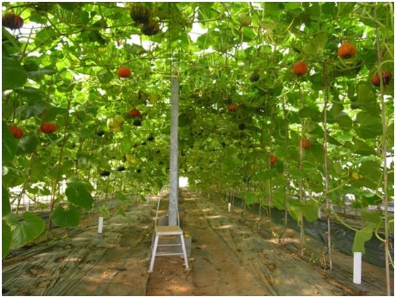 Fig1. Breeding for Cucurbitaceae vegetables-pumpkin strains.