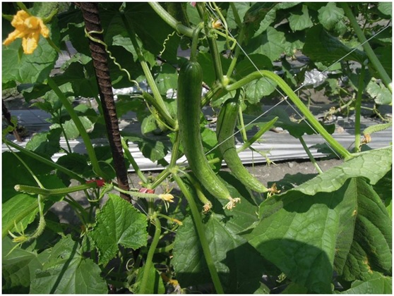 Fig2. Breeding for Cucurbitaceae vegetables-cucmber new strain 140.