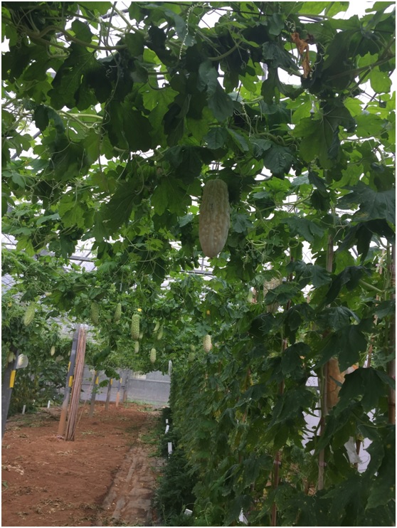 Fig3. Breeding for Cucurbitaceae vegetables-bitter gourd strains.