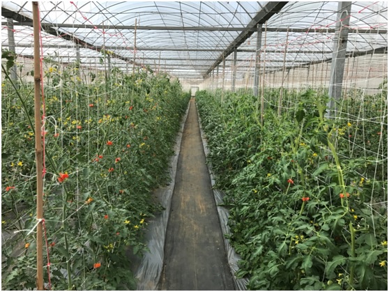 Fig1. Selecting for disease-resistance of tomato in greenhouse.