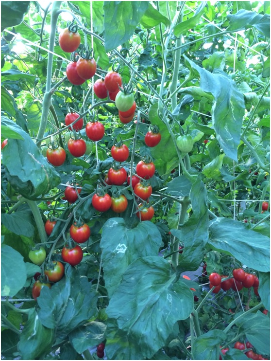 Fig2. Breeding for disease-resistance of tomato.