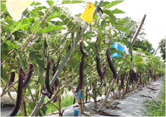 Fig1. The good fruiting of eggplant in the organic  integrated pest management
