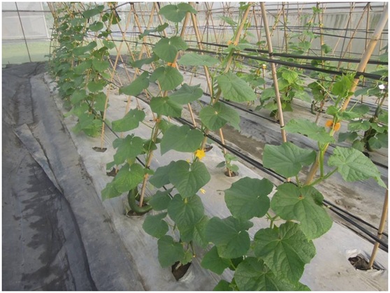 Fig1. Study on cucumber grafting method and select the rootstocks.
