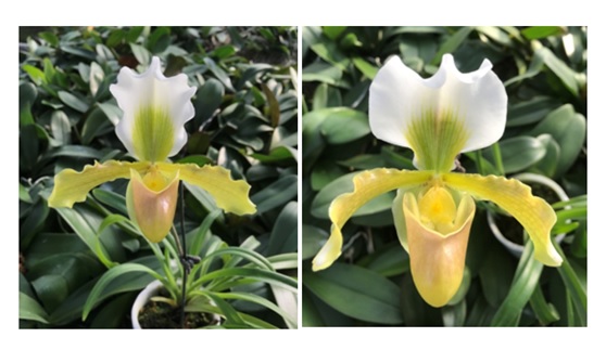 Fig1. A selected superior individual of Paphiopedilum ,PA95126, with bright yellow green color, dorsal sepal and petal with undulation of margin, could be applied for pot flowers.