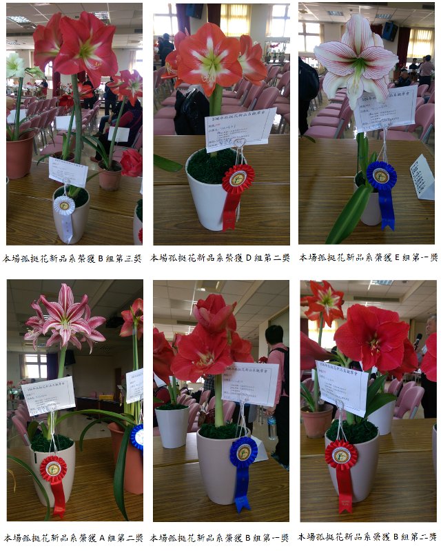 Fig1. We have selected 6 potential progenies which also got awards in meeting of progenies competition for amaryllis this year.