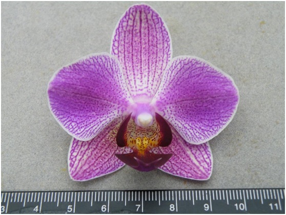 Fig1. There are 91 cases of phalaenopsis and doritaenopsis have been executed of DUS tests. 48 phalaenopsis and doritaenopsis (including Fangmei 9836) have been granted PBR in 2017.