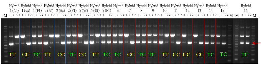 Fig1.  SNP genotypes of bitter gourd F1 hybrids from both parents by using allele-specific markers developed by TSIPS. The amplified target products of alleles of SNP( T/ C) was 548 base pairs.