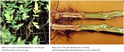 Fig1. Tomato Crown Rot is a soil borne disease caused by Fusarium oxysporum f. Sp. Radicis-lycopersici ( FORL) . The optimum growth temperature is 18 ℃  for FORL. After  infection, the base of the stems and roots of plant are brown and rotten, resulting inplantsdeath or reduction of  fruit quality.