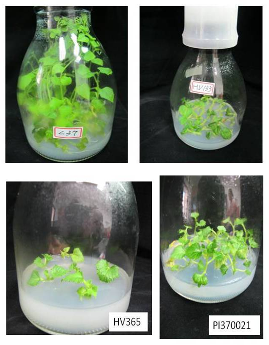 Fig1. Plantlets from different varieties (lines) grown in tissue culture status to supply leaf material for protoplast isolation.