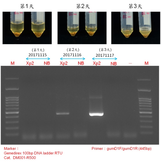 Time course sampling of RNA detection of Bacterial spot of Tomato