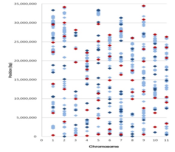 Fig. 2 Distribution of SNPs designed as the allele-specific (AS) markers on the genome of watermelon. The light blue spots were 857 SNPs initially selected; the dark blue and red spots were the 140 SNP (AS) markers tested in the electrophoresis analysis; and the red spots were the 63 polymorphic candidate SNPs developed in this study.