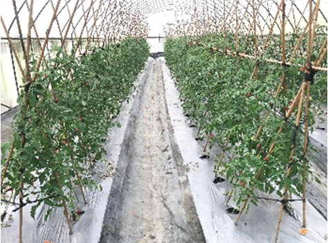 Establishment of tomato seed miniature production model
