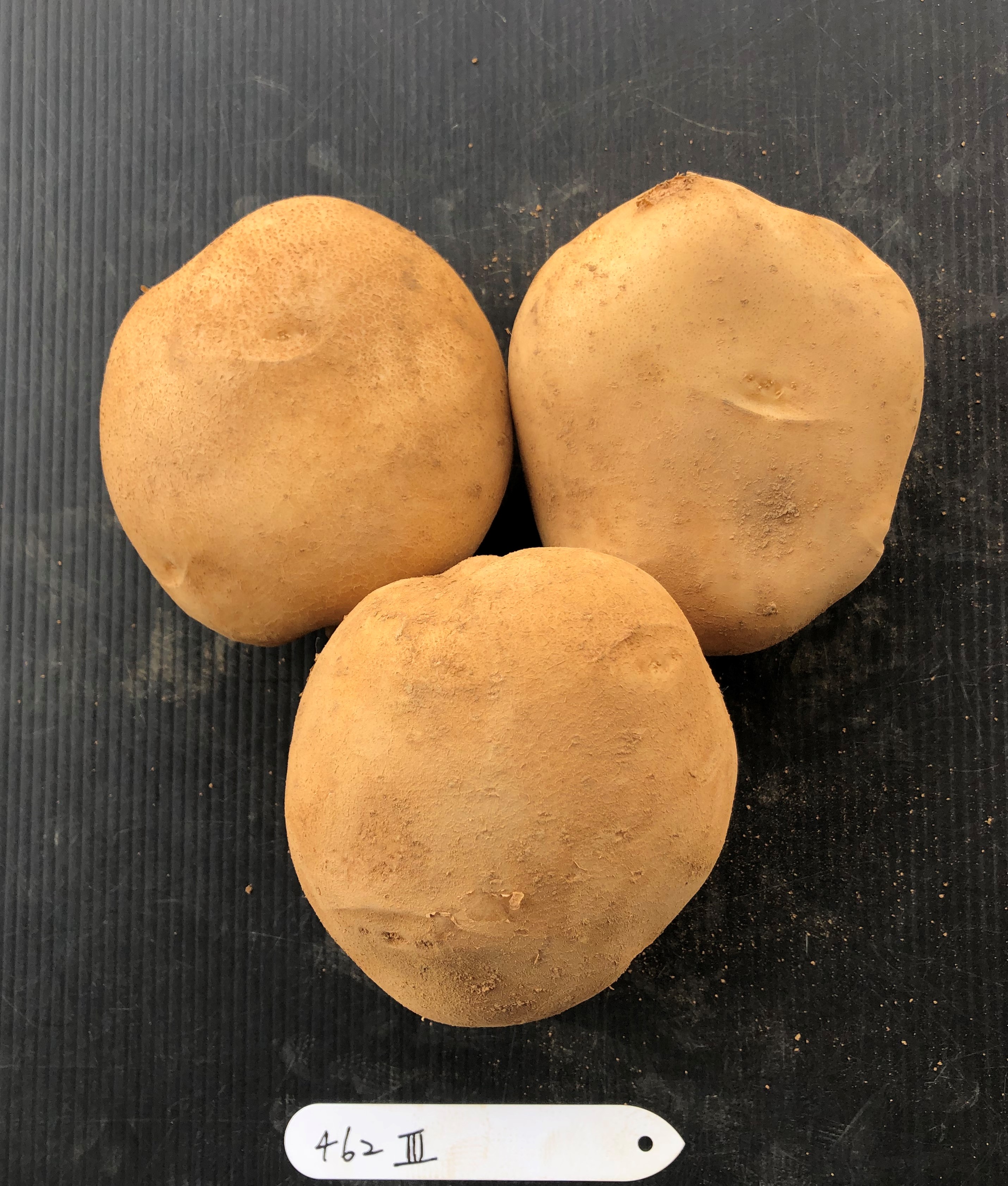 Potato TSS No.6