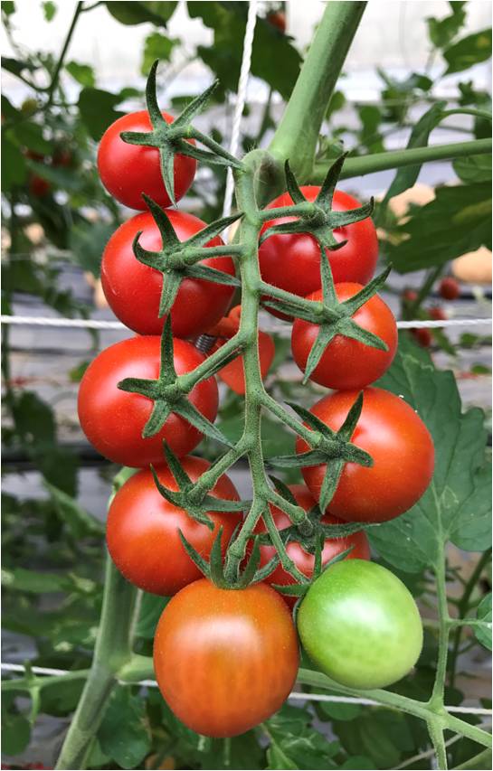 Tomato breeding