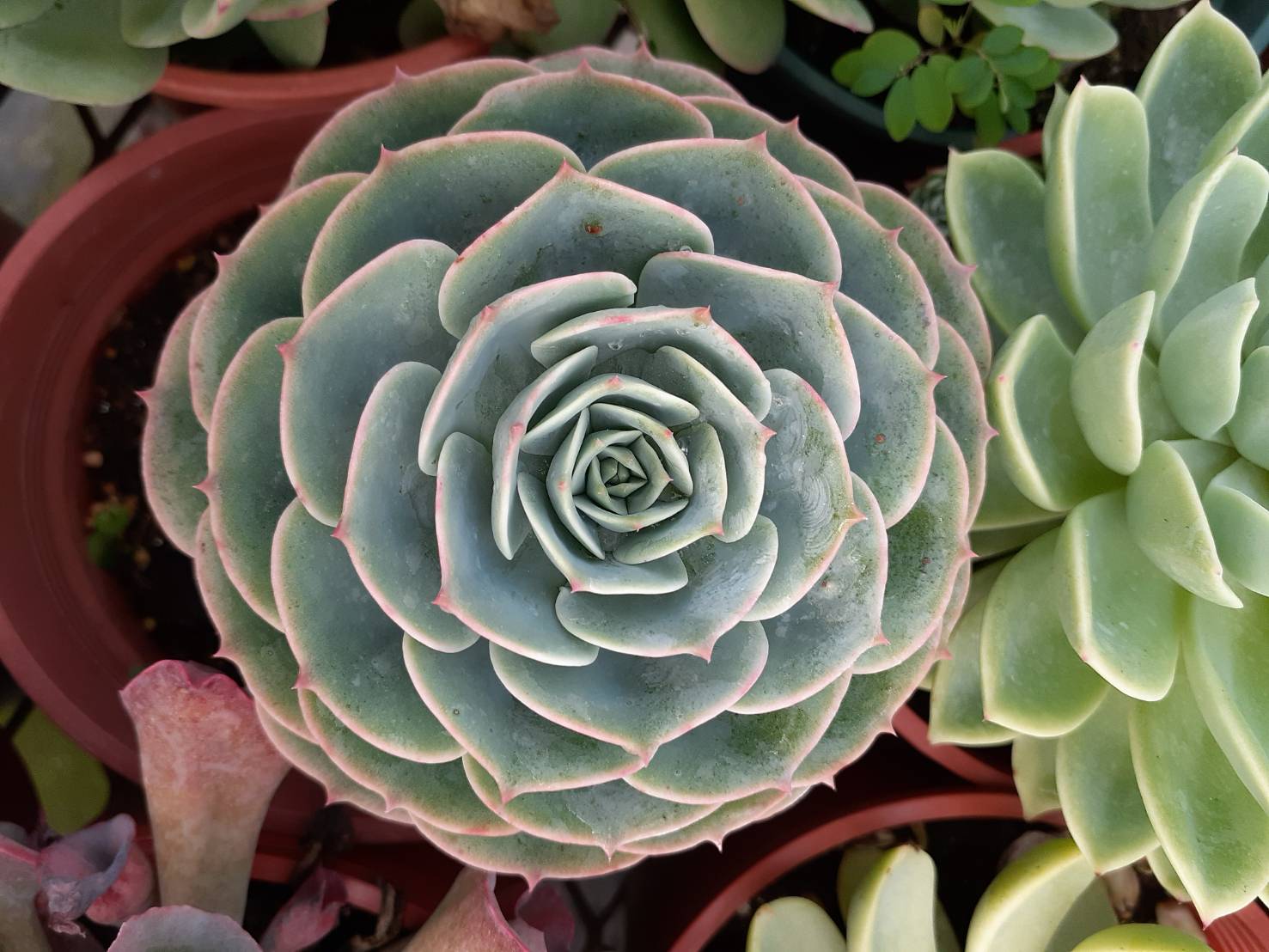 七福神 Echeveria secunda var. glauce