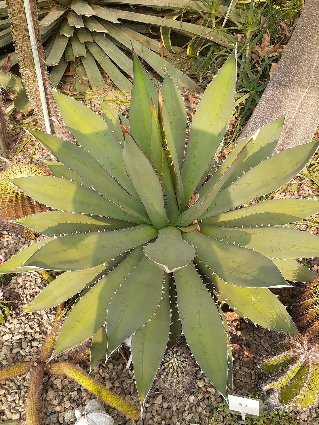 嚴龍 Agave titanota