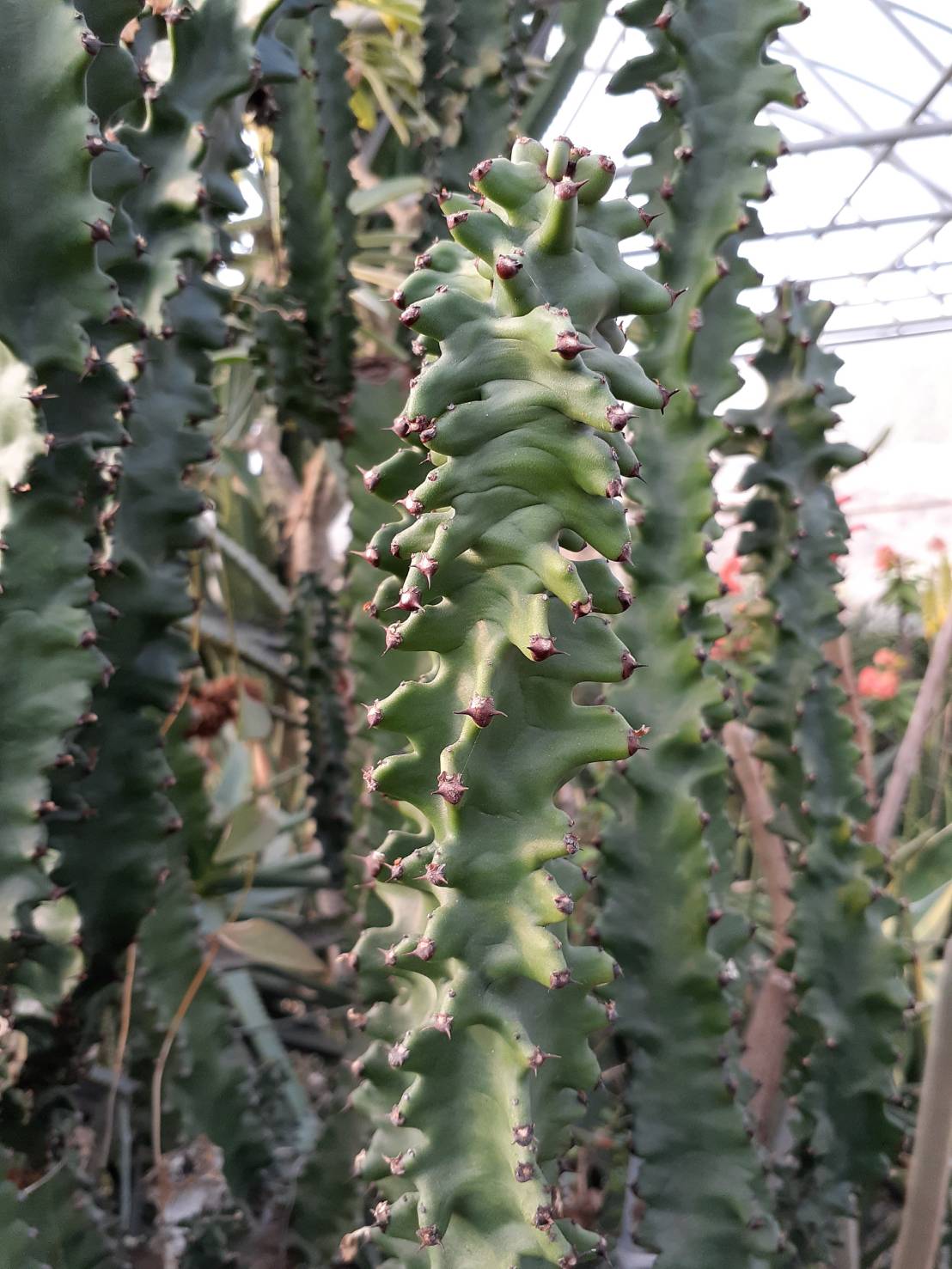 墨麒麟石化 Euphorbia canariensis f. monstrosus