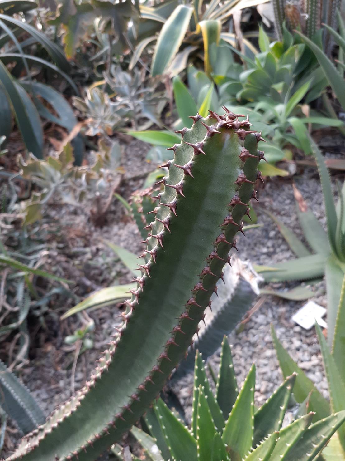 墨麒麟 Euphorbia canariensis