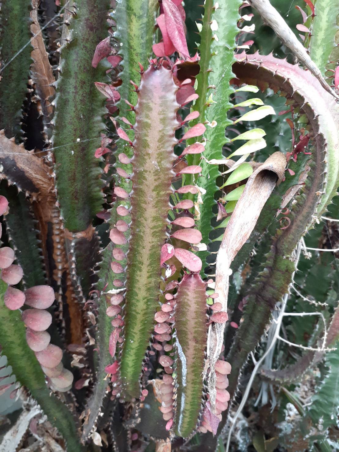 彩雲閣 Euphorbia trigna `Rubra’