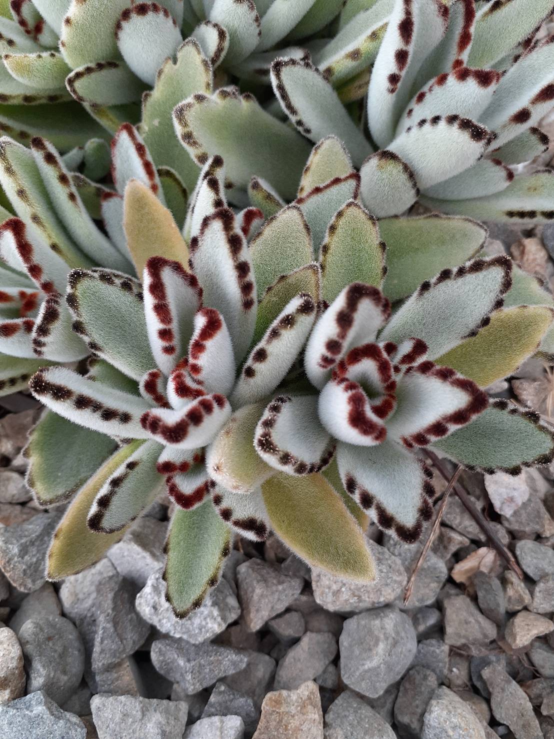 月兔耳 Kalanchoe tomentosa