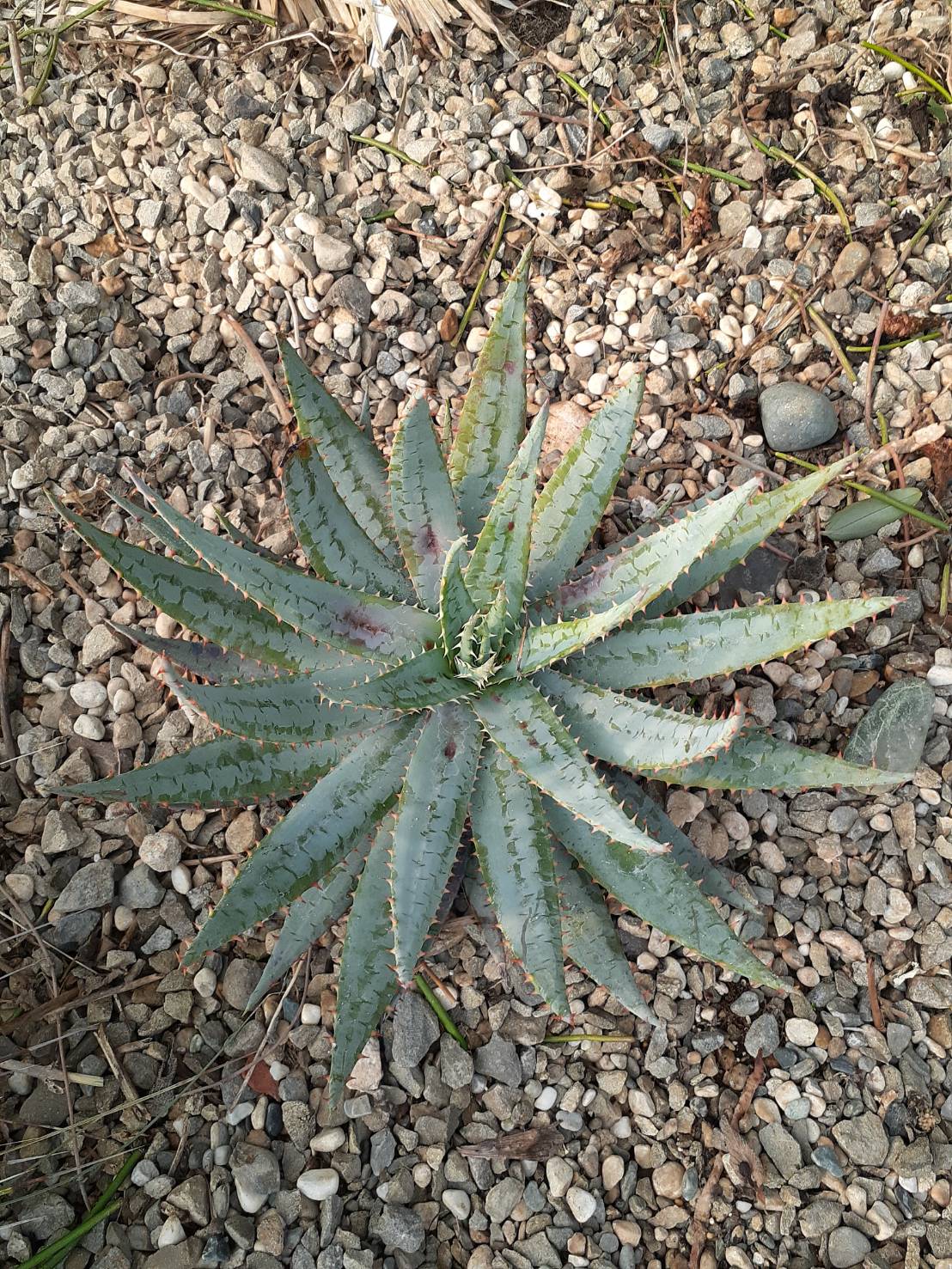 柏加蘆薈 Aloe peglerae