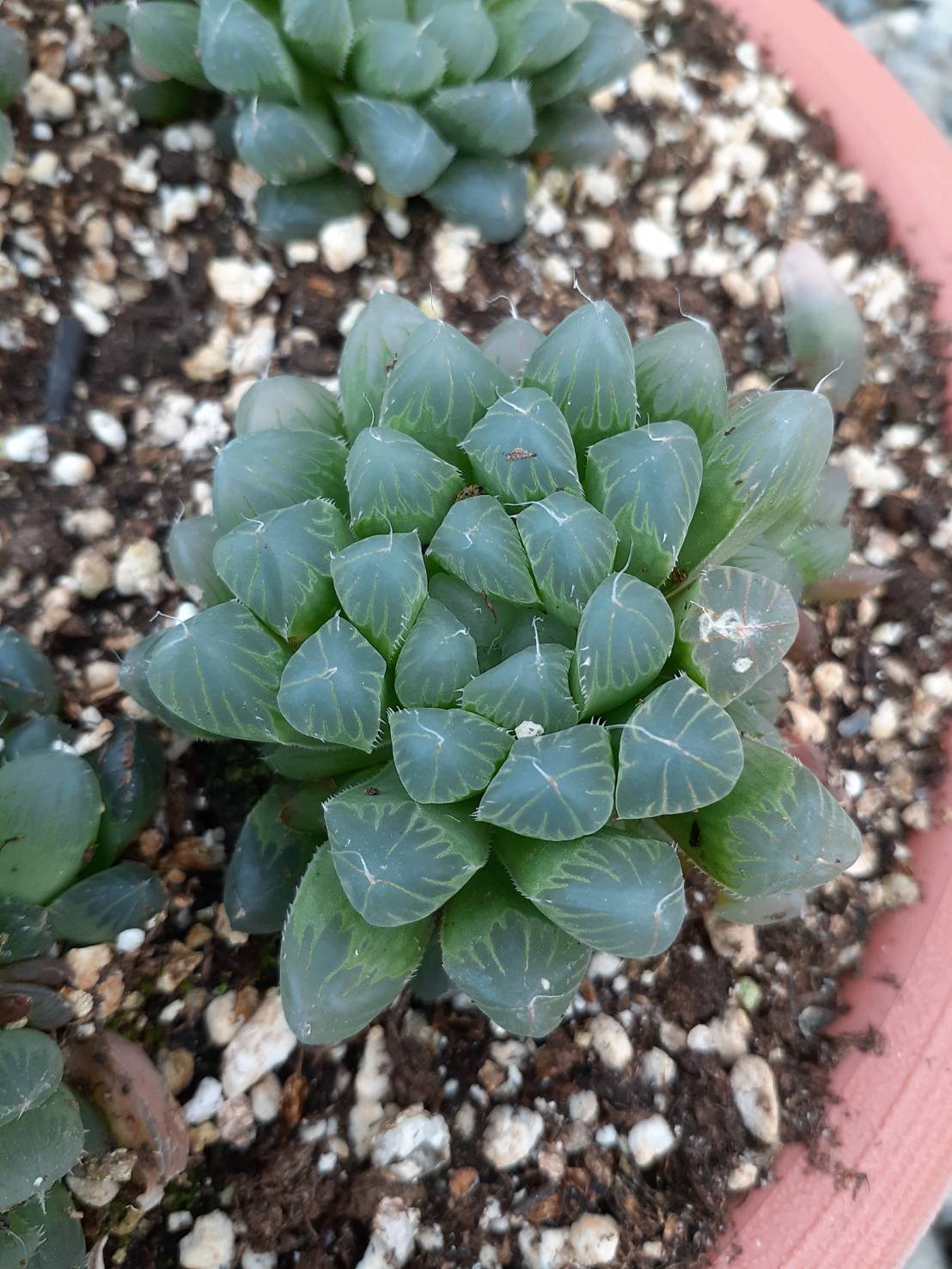 玉露 Haworthia cooperi var. pilifera