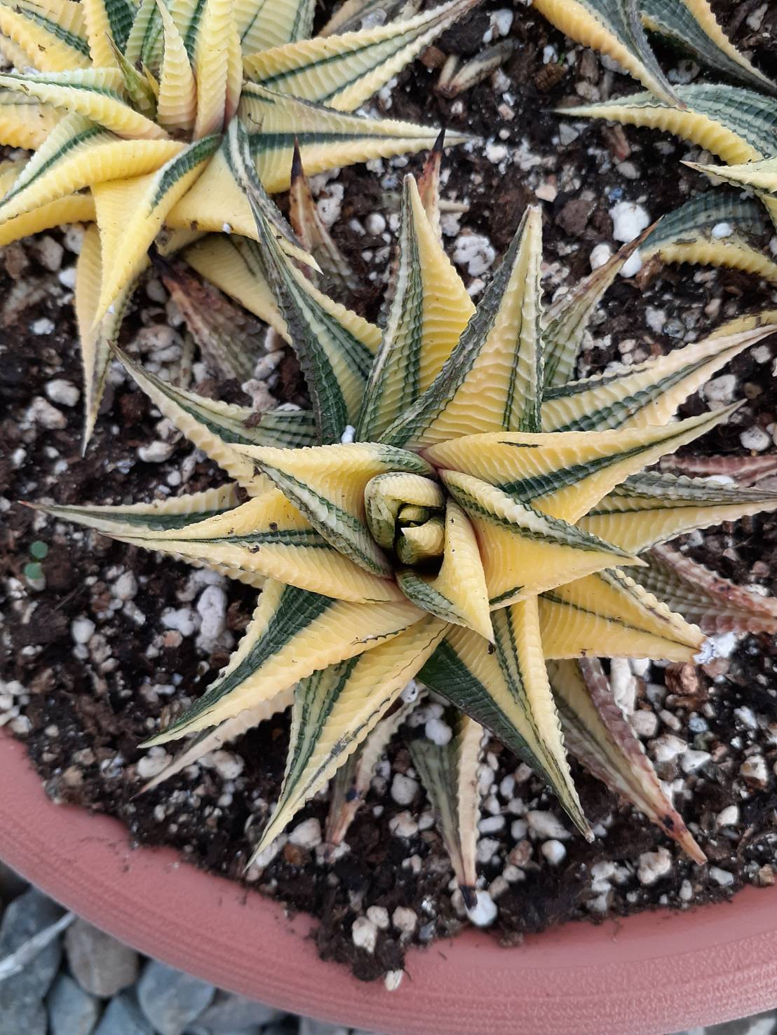 琉璃殿錦 Haworthia limifolia var