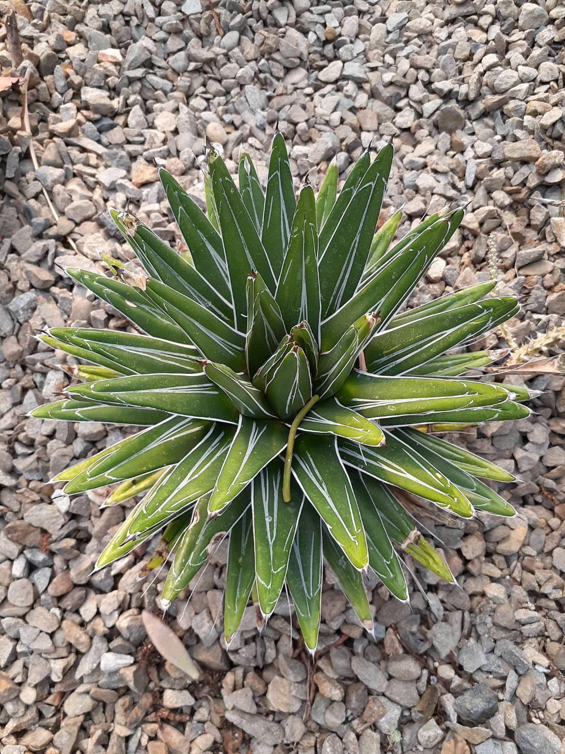 笹之雪 Agave victoriae-reginae