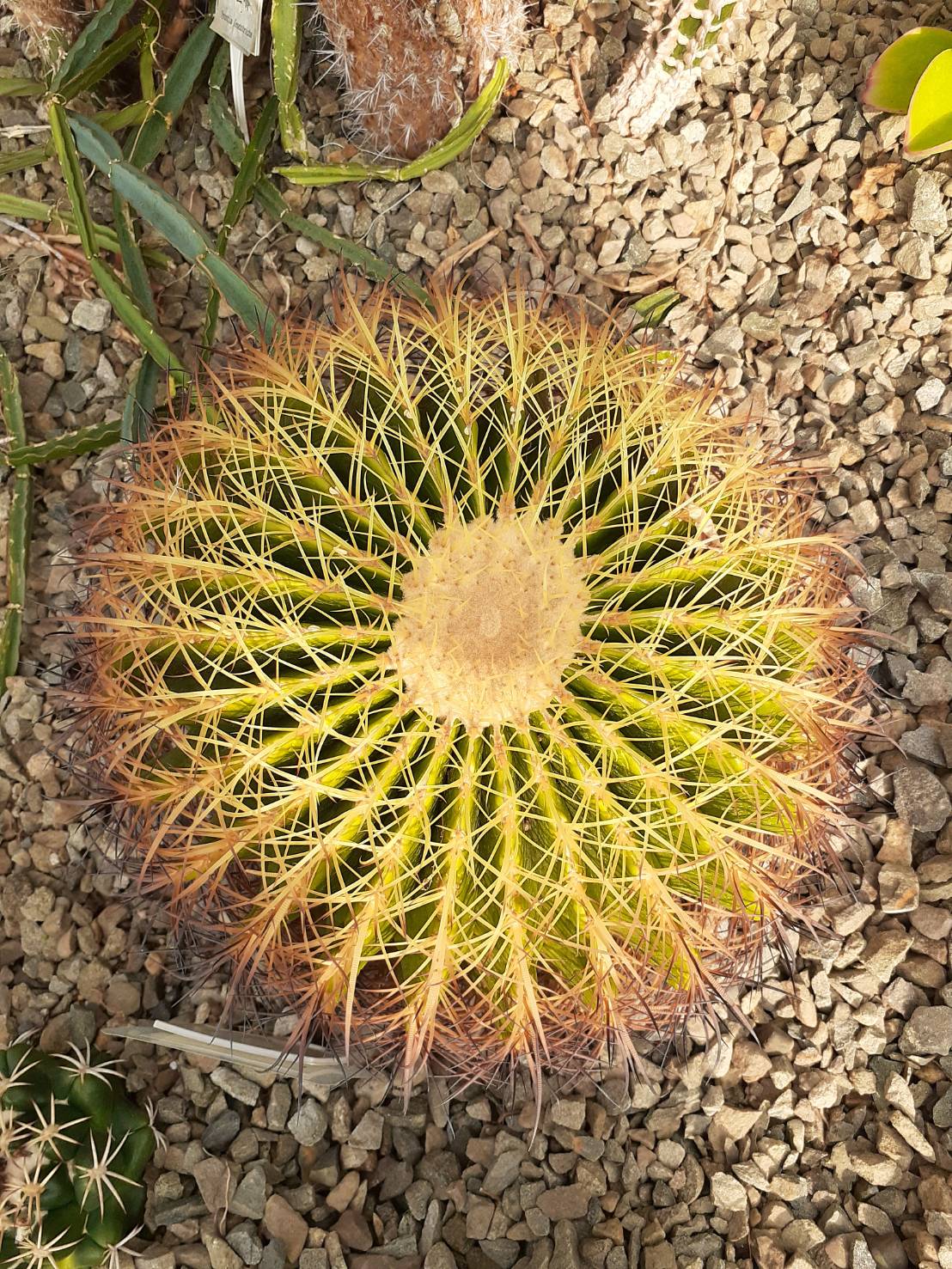 金鯱Echinocactus grusonii