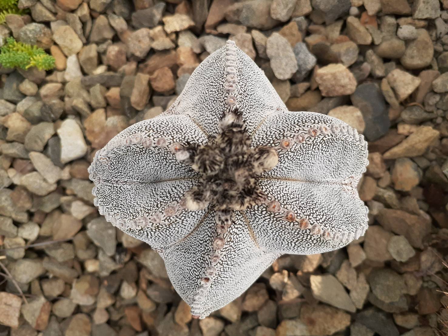 鸞鳳玉 Astrophytum myriostigma