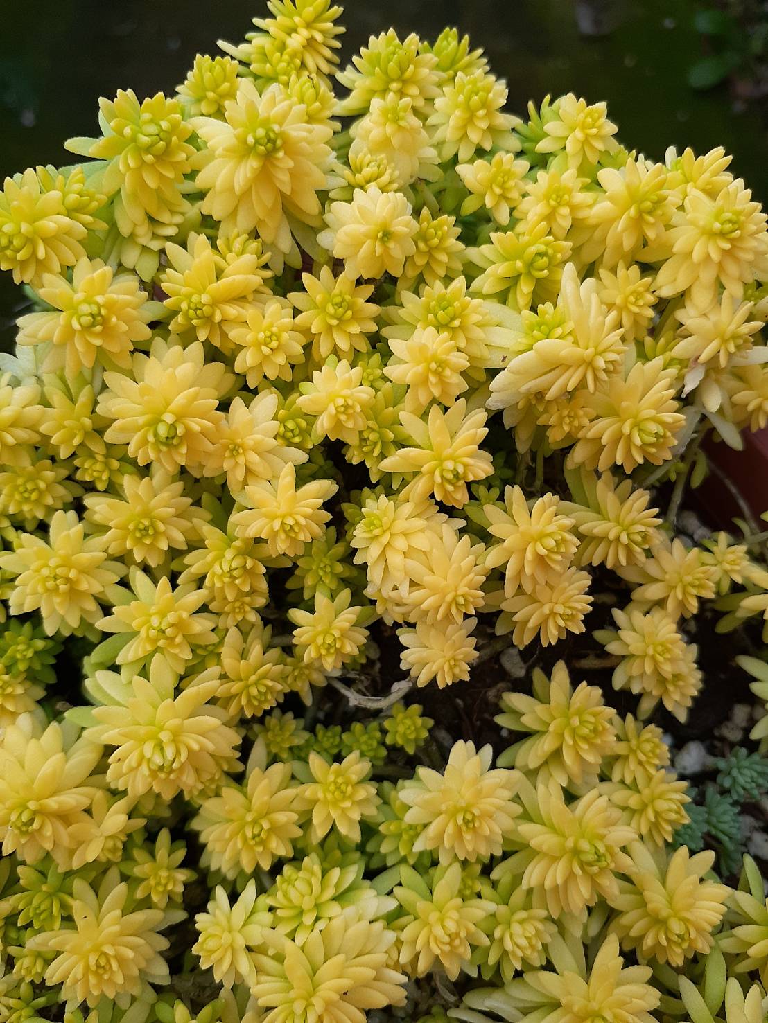 黃金萬年草 Sedum japonicum `Tokyo Sun’