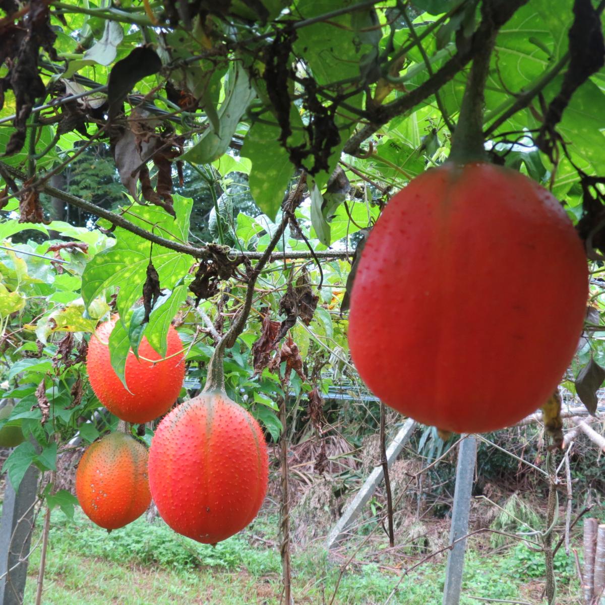 Fig.1 The reddish orange gac fruits.