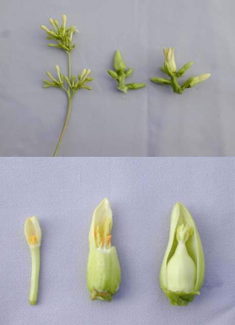 Fig. 1 Papaya flowers with one petal removed to show internal parts in male, female and hermaphrodite sex forms.