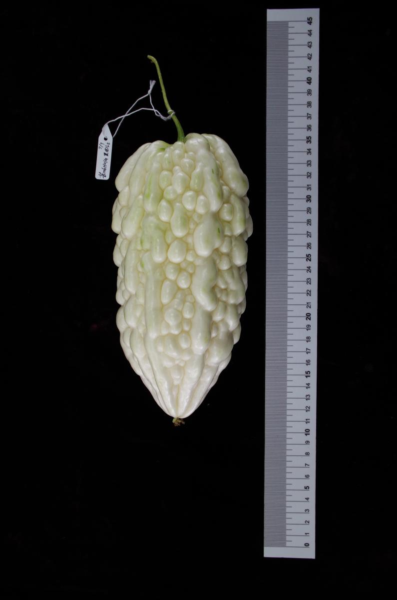 The fruit of new bitter gourd testcross (106H01G) selected in TSIPS.