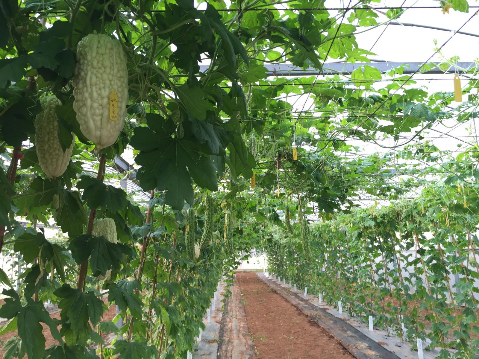 The different lines of bitter gourd cultivated in the green house.