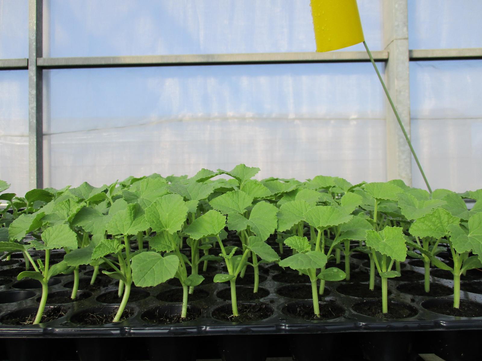 The detection of ZYMV on melon seedlings is virus free.