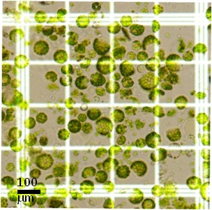 Fig.1. Protoplasts isolated from cotyledons of melon