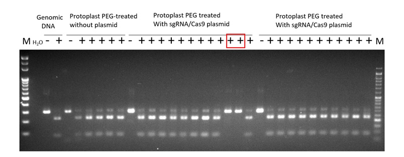 Fig.2. Analysis of eIF4E gene polymorphism after PEG-mediated transformants. Two candidate mutants were selected. (-: no restriction enzyme,BmgBI, digestion. +: restriction enzyme digested)