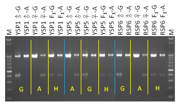 Fig.1. SNP genotypes of pepper F1 hybrids from both parents by using allele-specific markers developed by TSIPS. The result showed that a kit composed of three AS markers could be applied to detect the hybrid seed purity of 16 varieties in pepper.