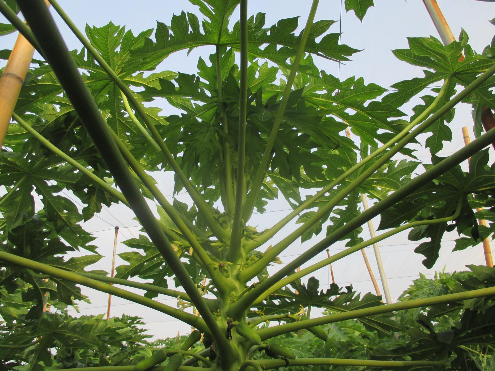 The S1 single plant of all hermaphrodite line is tolerant of papaya ring spot disease. The leaves almost have no disease symptom.