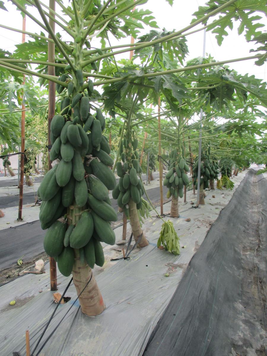 Big fruit and High-yield strains meet the requirement of Southeast Asia and South Asian region.